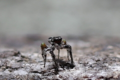 Habronattus sabulosus