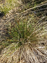 Schoenus ferrugineus