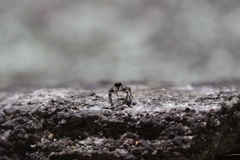 Habronattus sabulosus