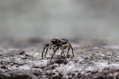 Habronattus sabulosus