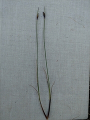 Schoenus ferrugineus