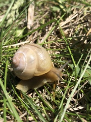 Cepaea hortensis