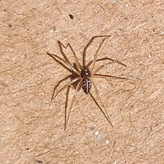Araneae