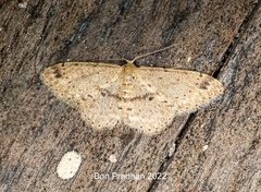 Idaea semilinea