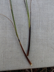 Schoenus ferrugineus