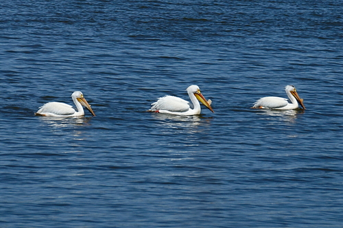 American White Pelican photographed in North Dakota