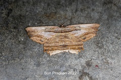 Menophra serpentinaria