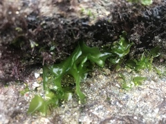 Ulva californica