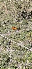 Danaus erippus