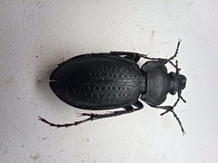 Carabus sibiricus