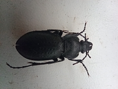 Carabus sibiricus