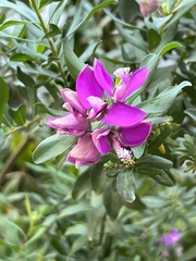 Polygala myrtifolia