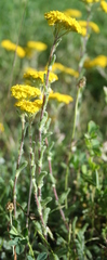Achillea tomentosa
