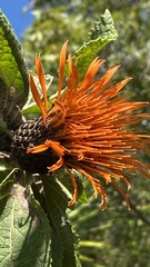 Cnicothamnus lorentzii