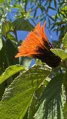 Cnicothamnus lorentzii