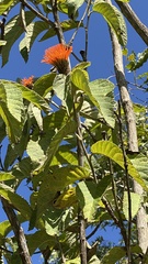 Cnicothamnus lorentzii