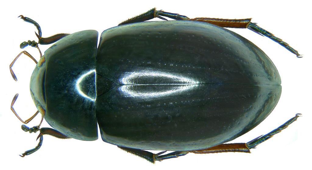 Hydrochara