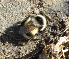 Bombus patagiatus