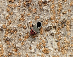 Graptostethus argentatus