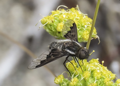 Hemipenthes edwardsii
