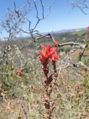 Castilleja martini martini