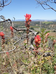 Castilleja martini martini