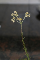 Helichrysum appendiculatum