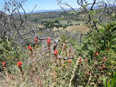 Castilleja martini martini