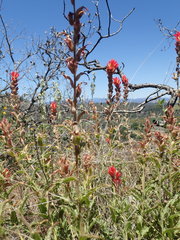Castilleja martini martini