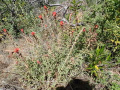 Castilleja martini martini