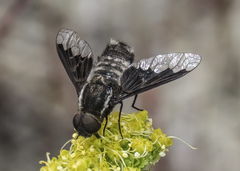 Hemipenthes edwardsii