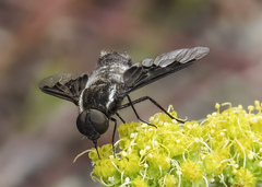 Hemipenthes edwardsii