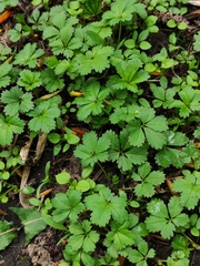 Potentilla reptans
