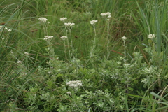 Helichrysum panduratum