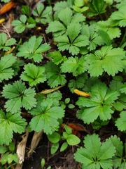 Potentilla reptans
