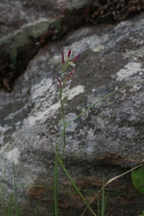 Hesperantha baurii