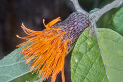 Cnicothamnus lorentzii