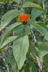 Cnicothamnus lorentzii