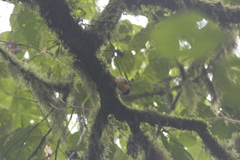 Ploceus sanctithomae