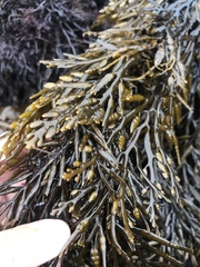 Stephanocystis