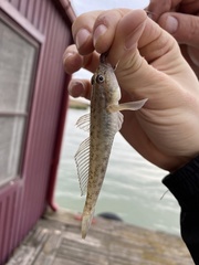 Neogobius fluviatilis