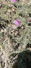 Danaus erippus