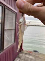 Neogobius fluviatilis