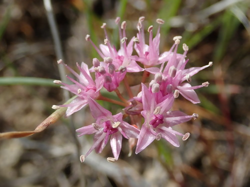 Image of Allium macrum by (c) Nolan Exe, some rights reserved (CC BY)