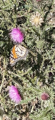 Danaus erippus