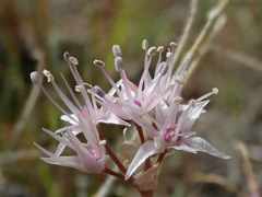 Allium macrum