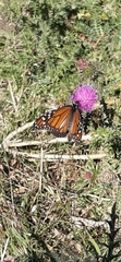 Danaus erippus