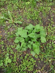 Campanula trachelium