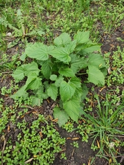Campanula trachelium