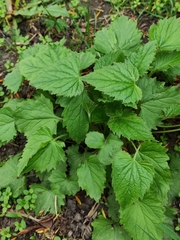 Campanula trachelium